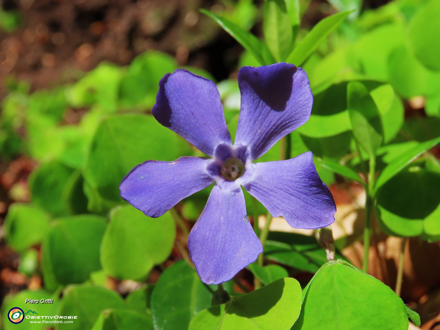 22 Fiore di pervinca.JPG